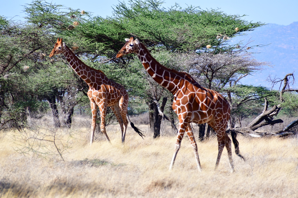 Buffalo Springs Nat. Reserve